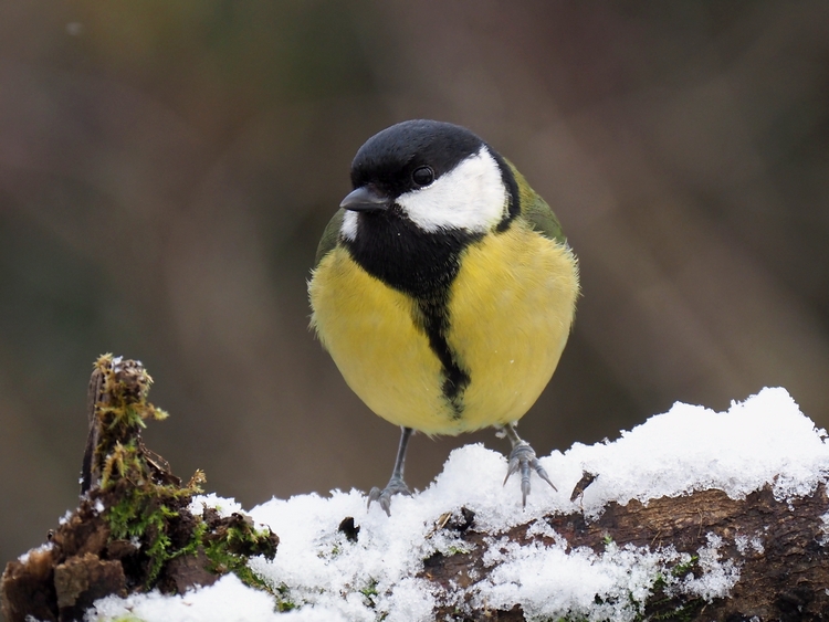 Passeriformi sotto la neve